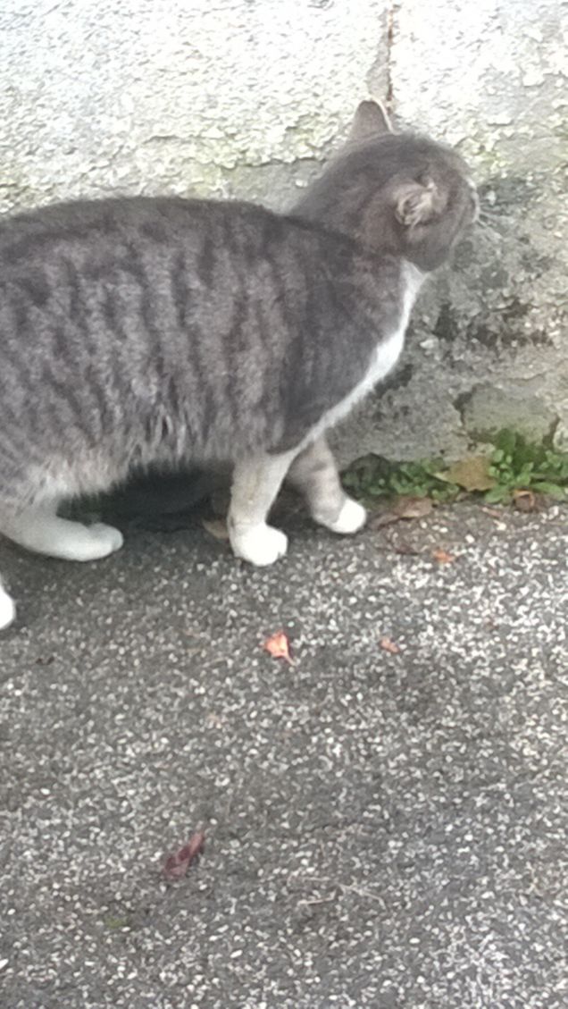  Sta diventando adulta.