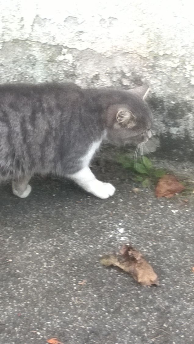 Non potrei più fare a meno di lei.