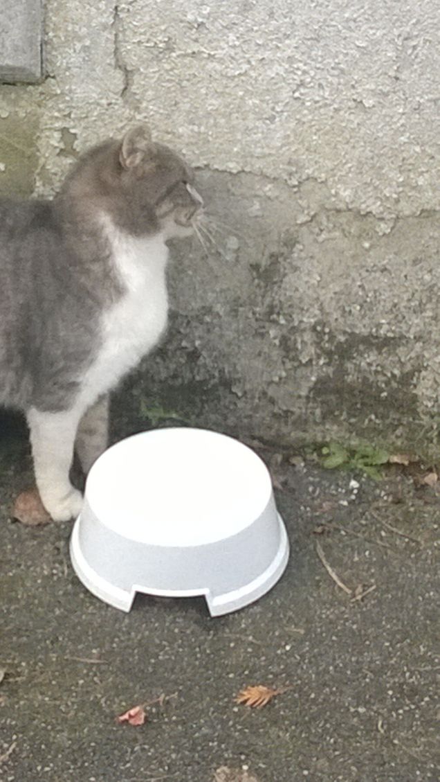 Dov'è la mia colazione?