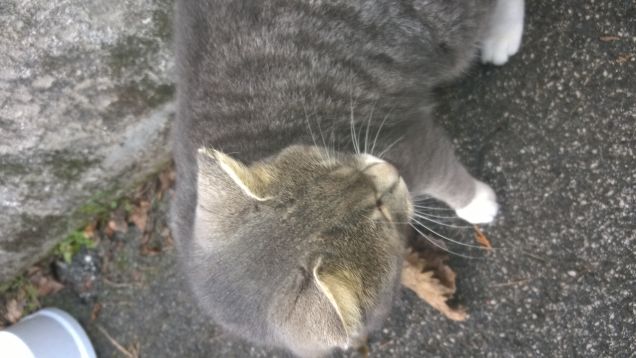 Si può amare un gatto?