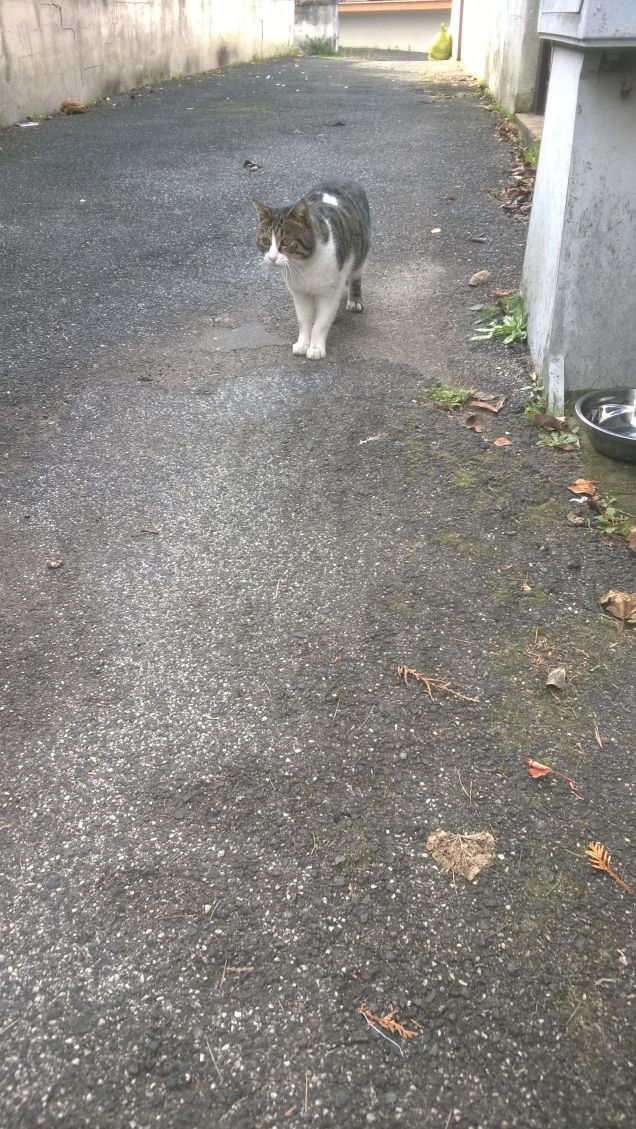 Eccolo che arriva il pezzo mancante.