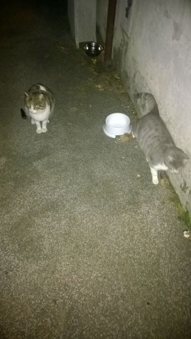 E sul far della sera loro non possono mancare.