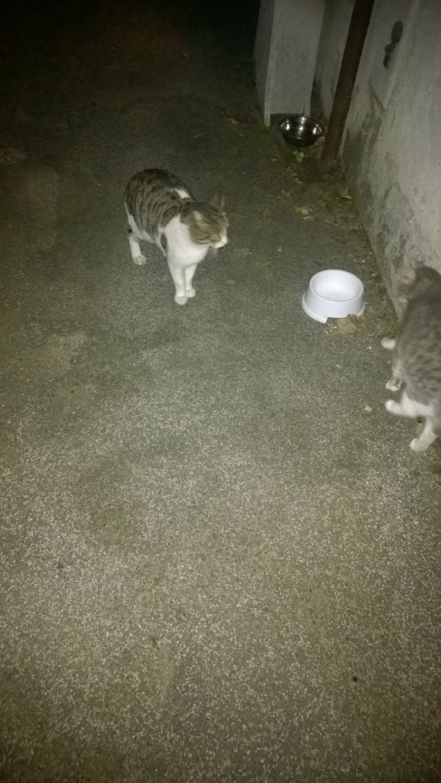 Puntuali per l'ora di cena.