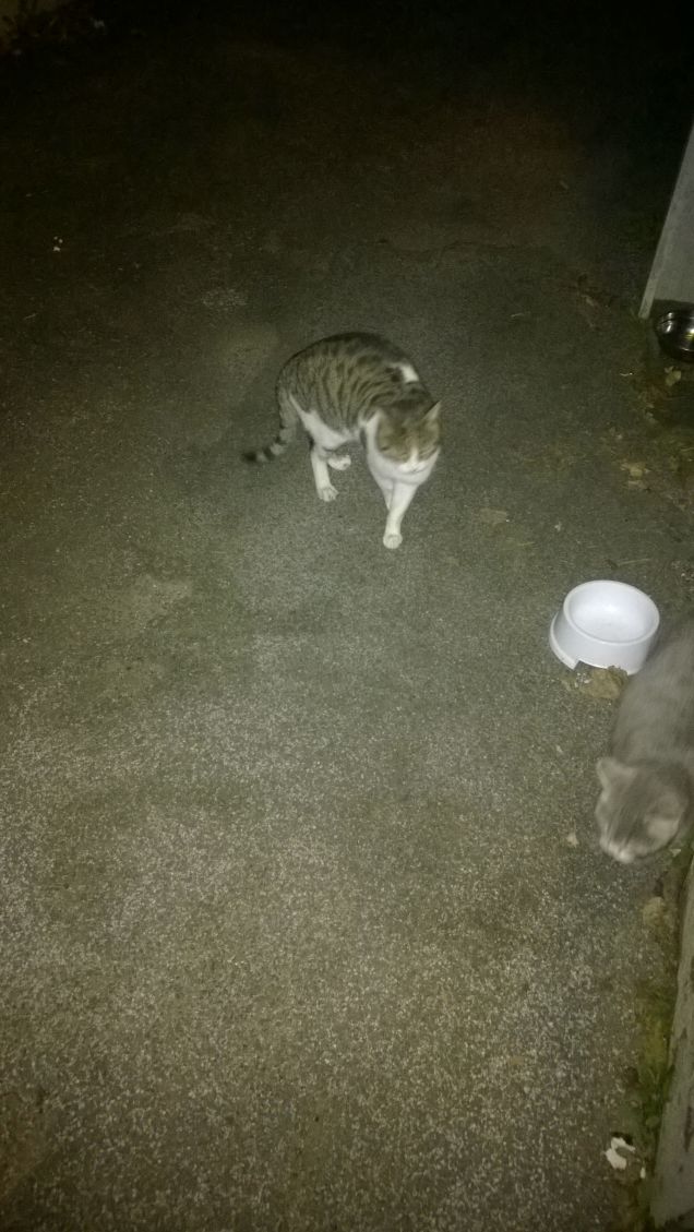 Felino in cerca di cibo.