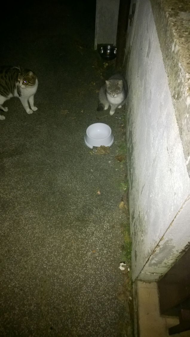 Eccoli i miei miciotti.