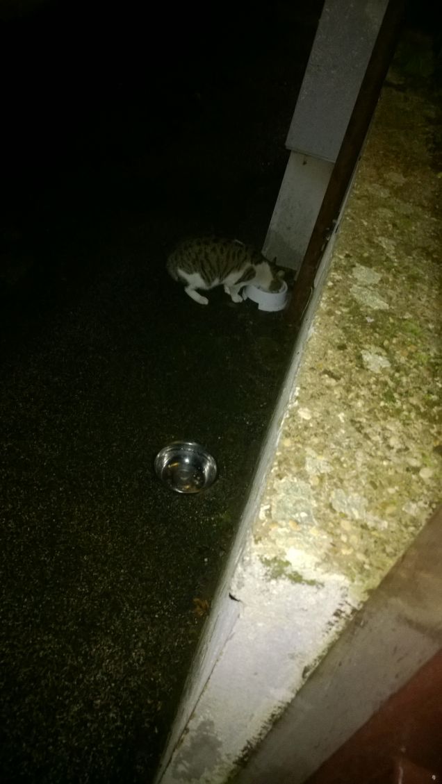 I miei piccoli mangiano.