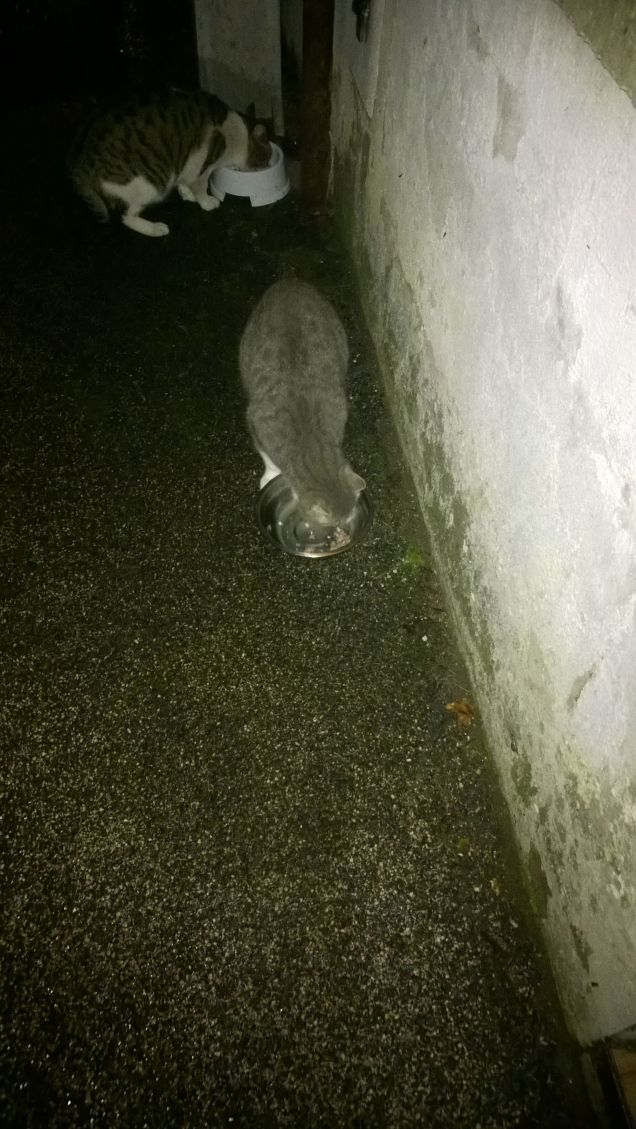 La vita dei gatti è dura.