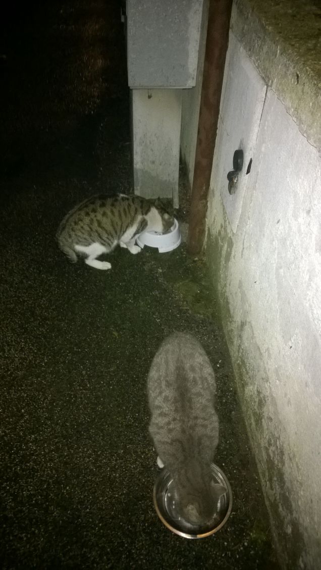 Essere gatti stanca.