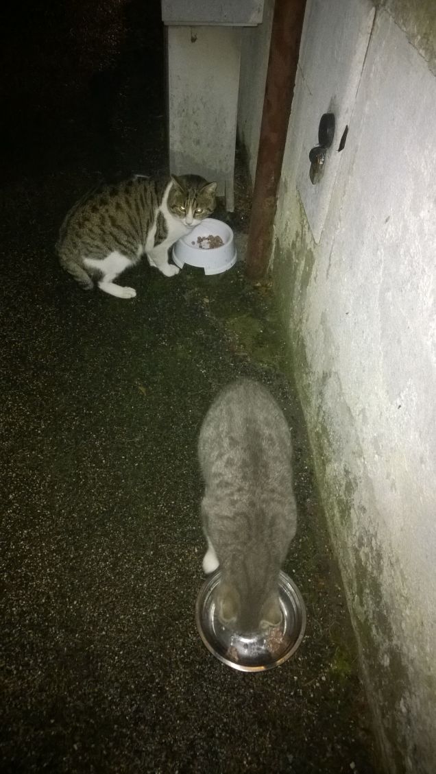 Accudirli è un piacere.