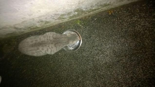 Nella ciotola mi ci tuffo.