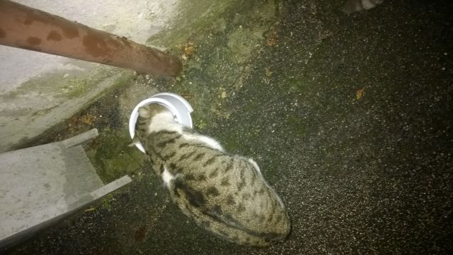 Poverino oggi zoppica.