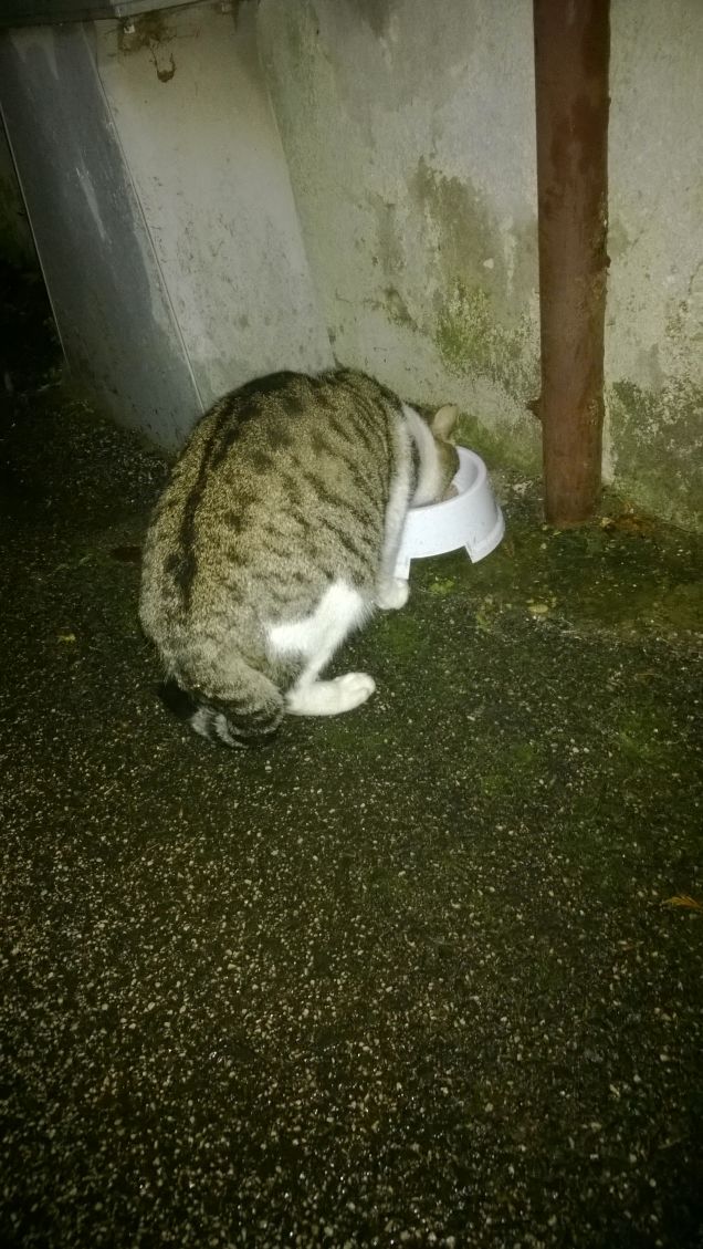 L'appetito non gli manca.