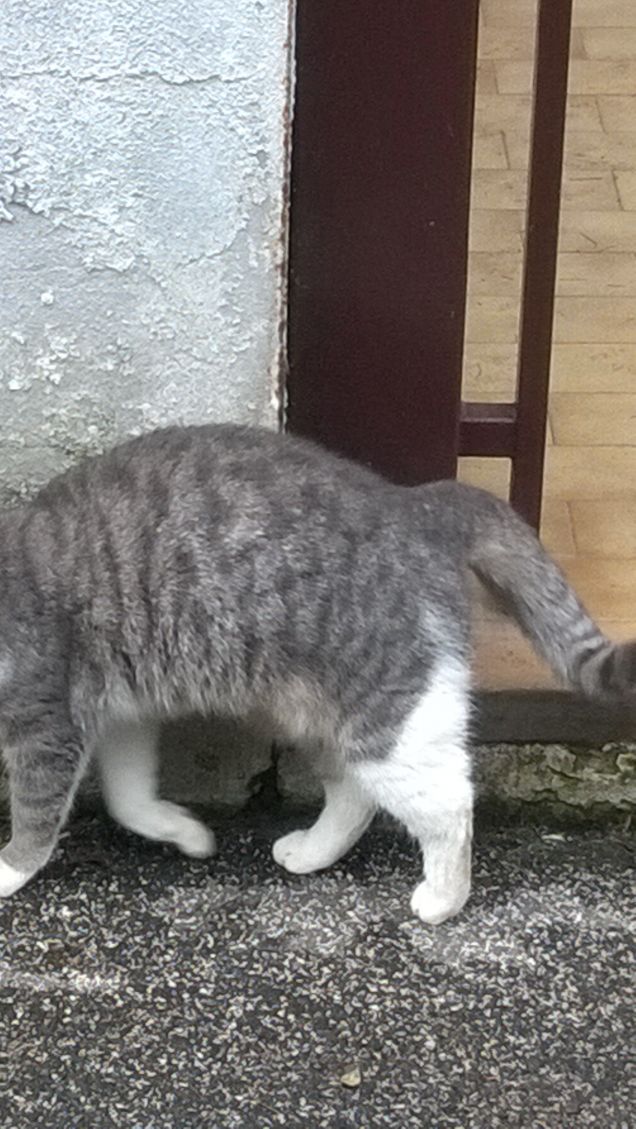 La posizione della gatta.