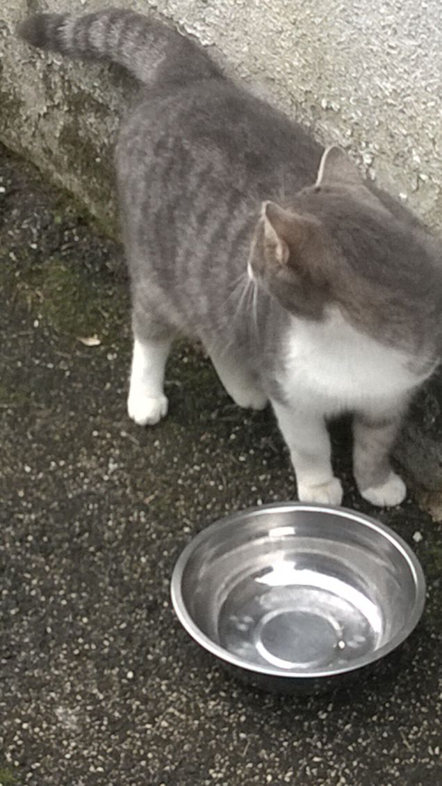 Chissà chi sta arrivando.