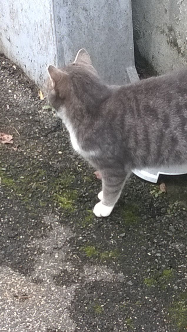 Dicono che i gatti siano degli opportunisti, smentisco questa diceria.