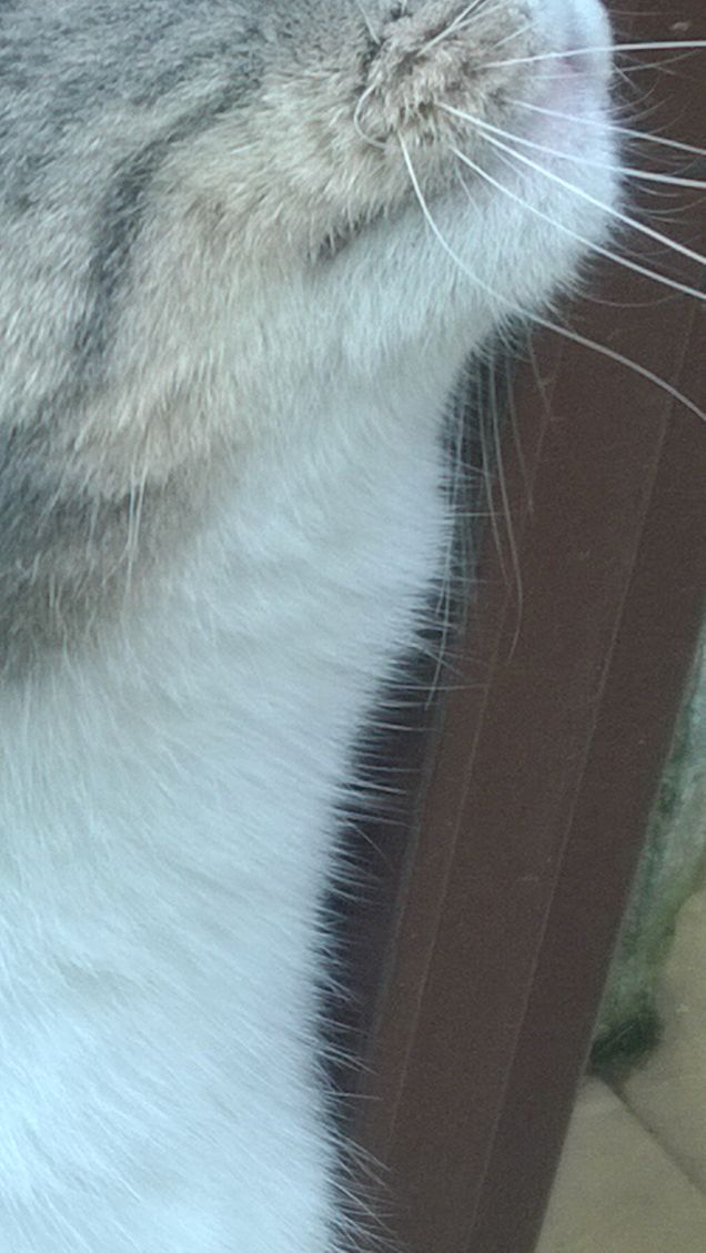 Primo piano del musetto.