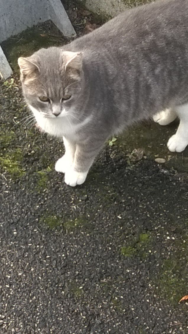 Pensando sul da farsi.