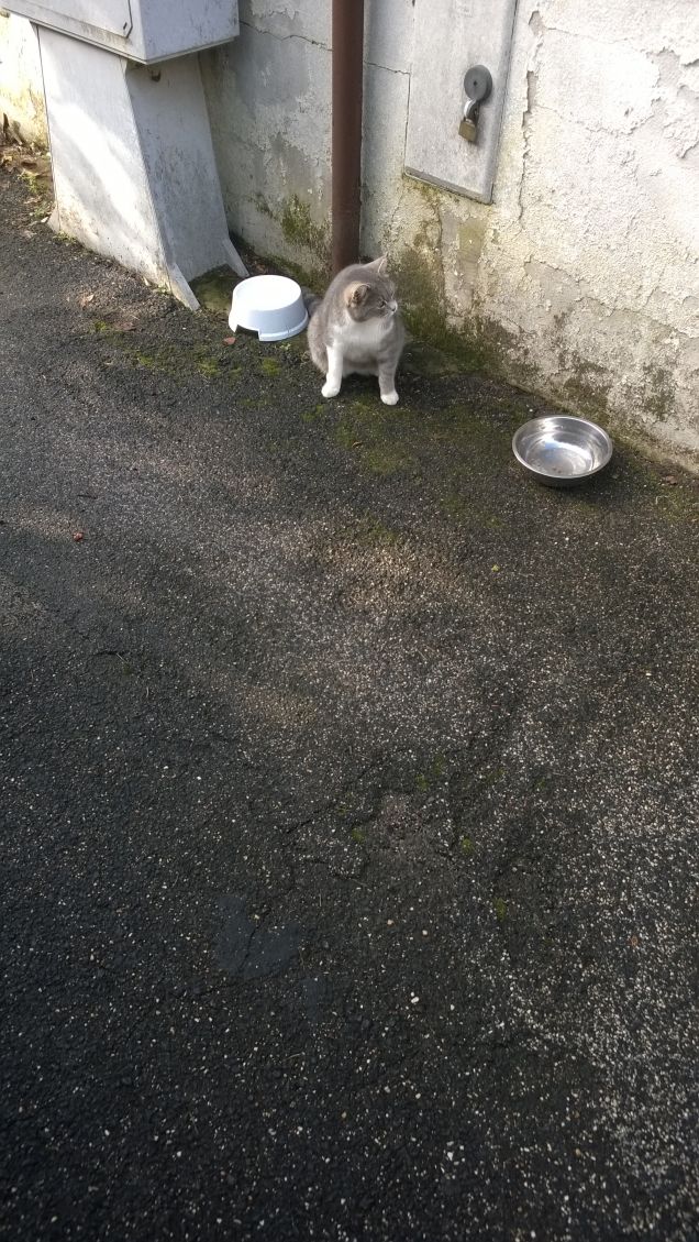 Fiera di essere un gatto.