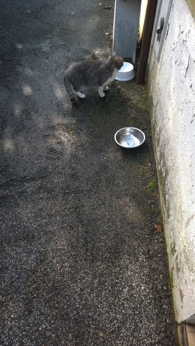 Facciamo una buona colazione.