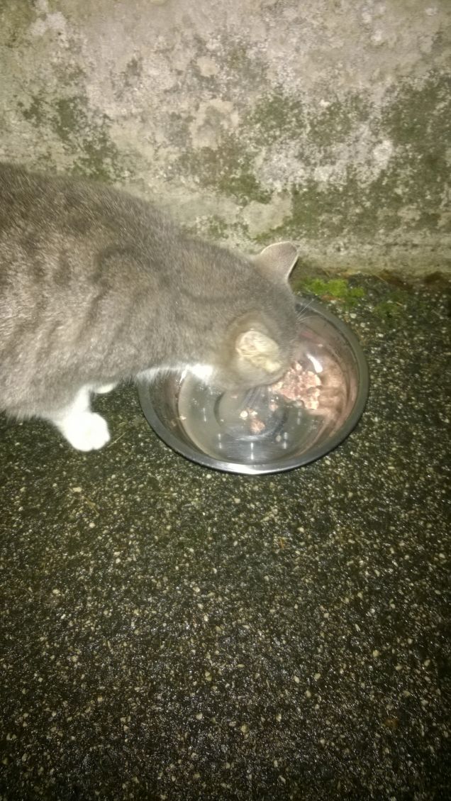 finalmente si mangia.