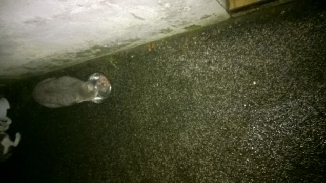 Al buio ci vedono meglio.