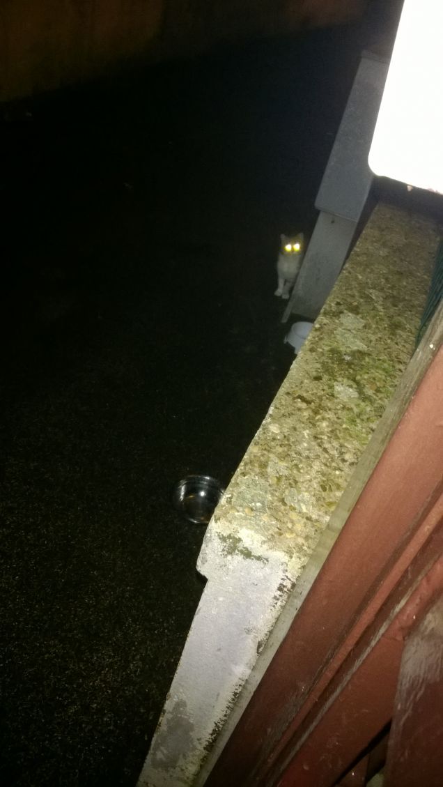 Due occhi nella notte.