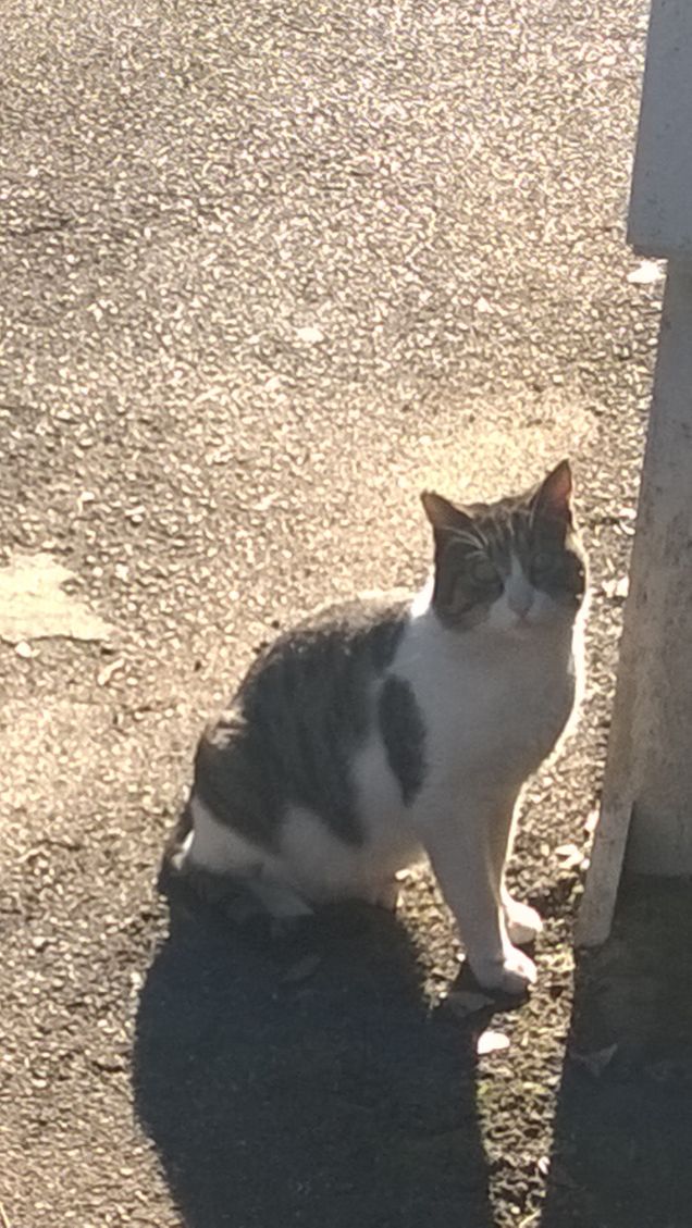 Fiero come un leone.