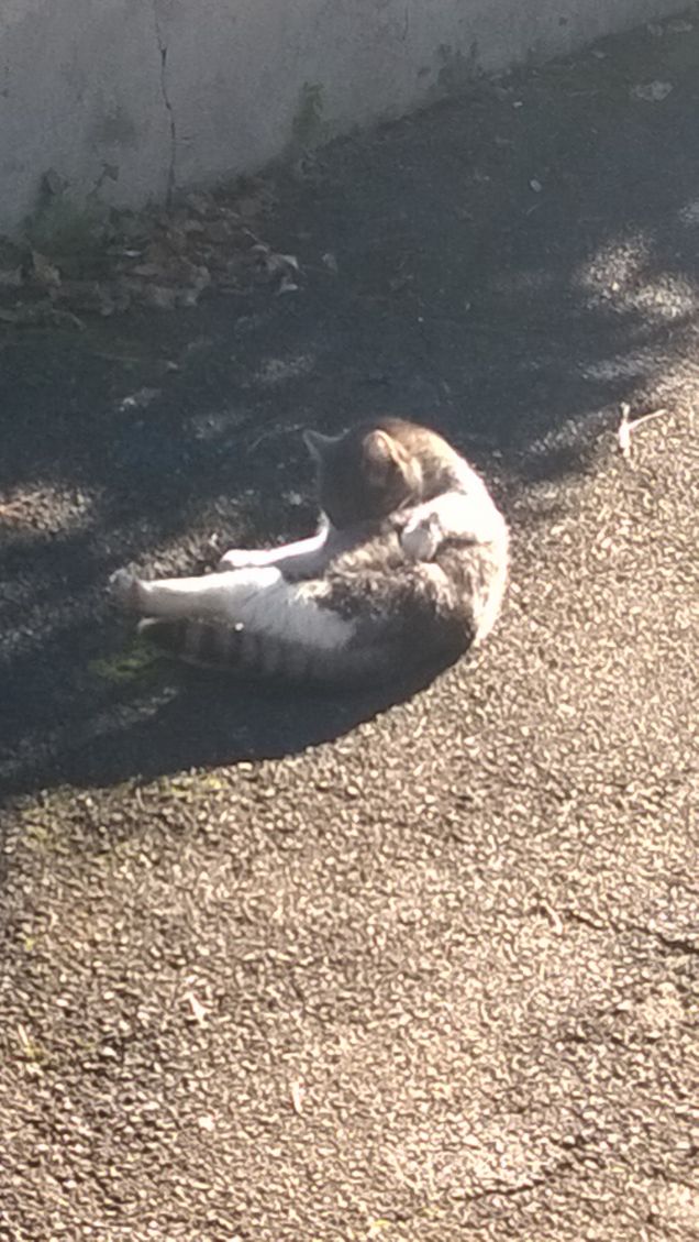 Sdraiata al sole pallido.