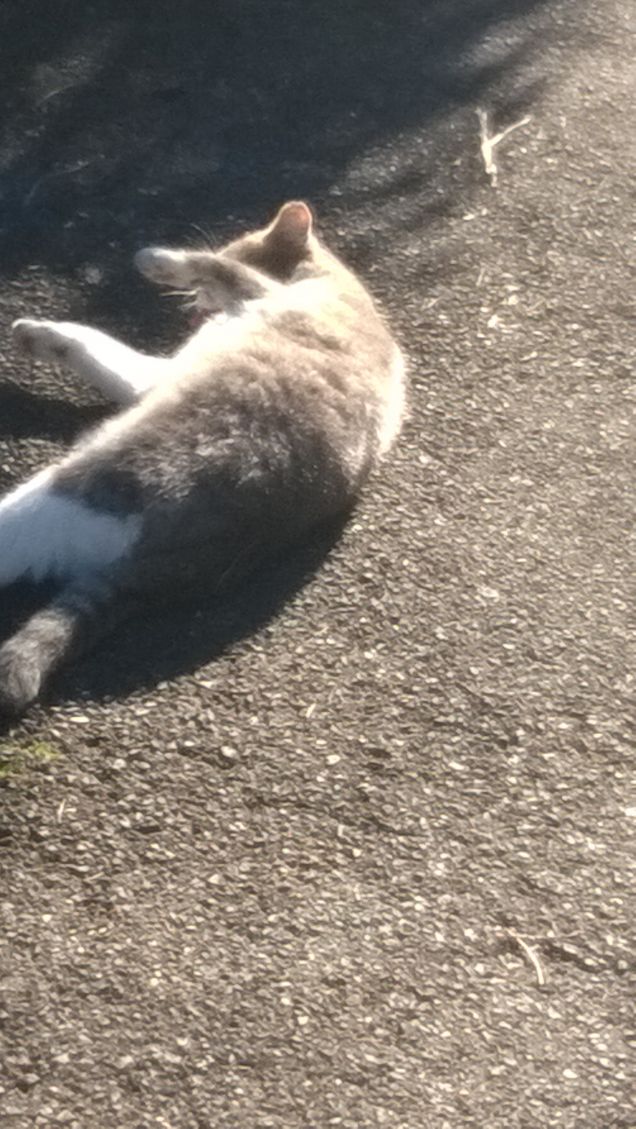 Rotolandomi per terra.