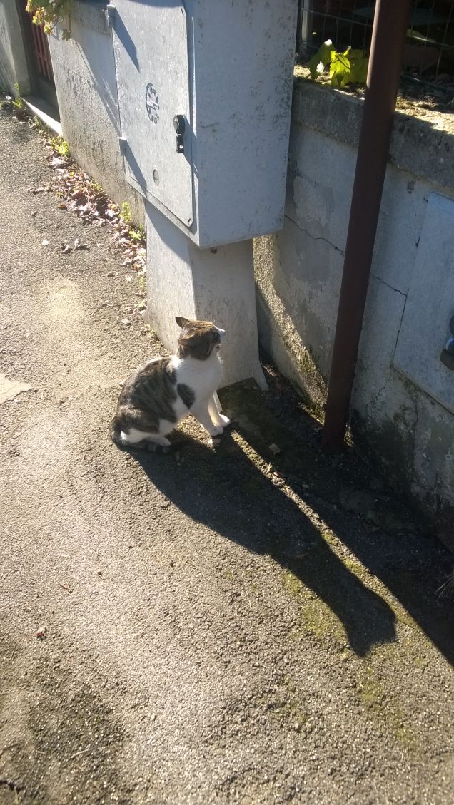 Al pari di un grazioso vaso, un gatto, quando se ne sta immobile, sembra fluttuare.