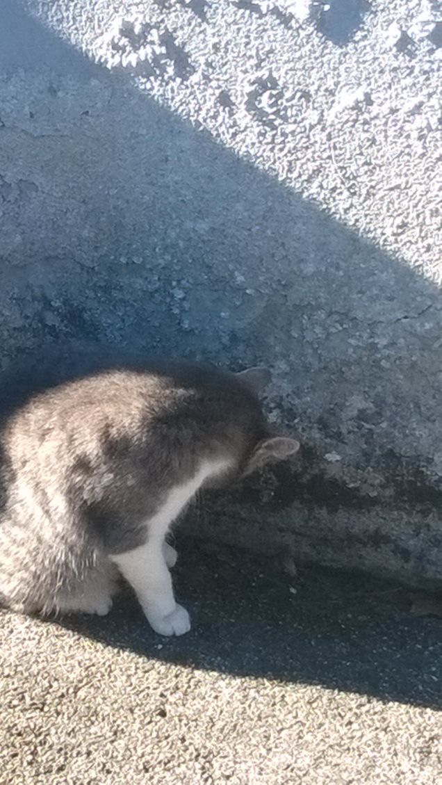 Una pulitina al pelo.