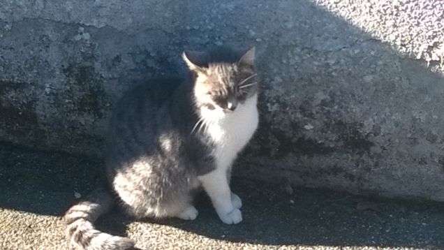 Una gattina birbante.