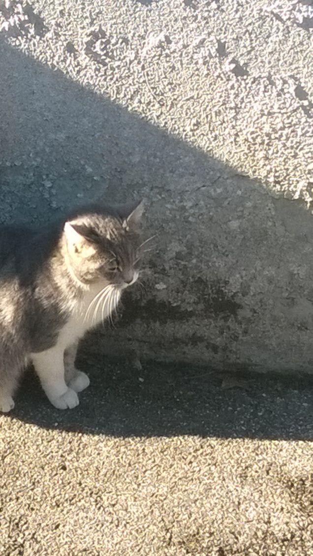 Aspettando la ciotolina.