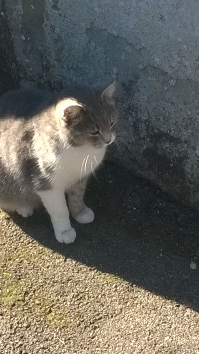 Imperterrita aspetta.