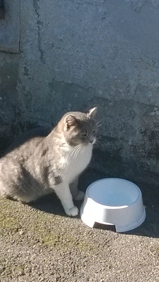 La sua ciotola è ancora vuota.