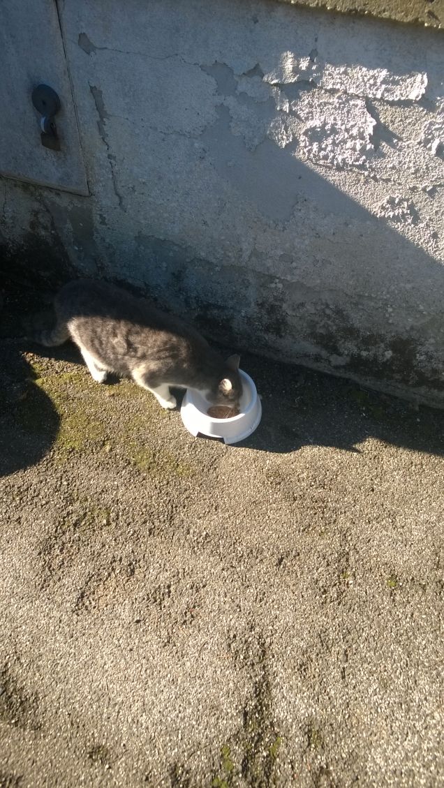 La colazione è importante.