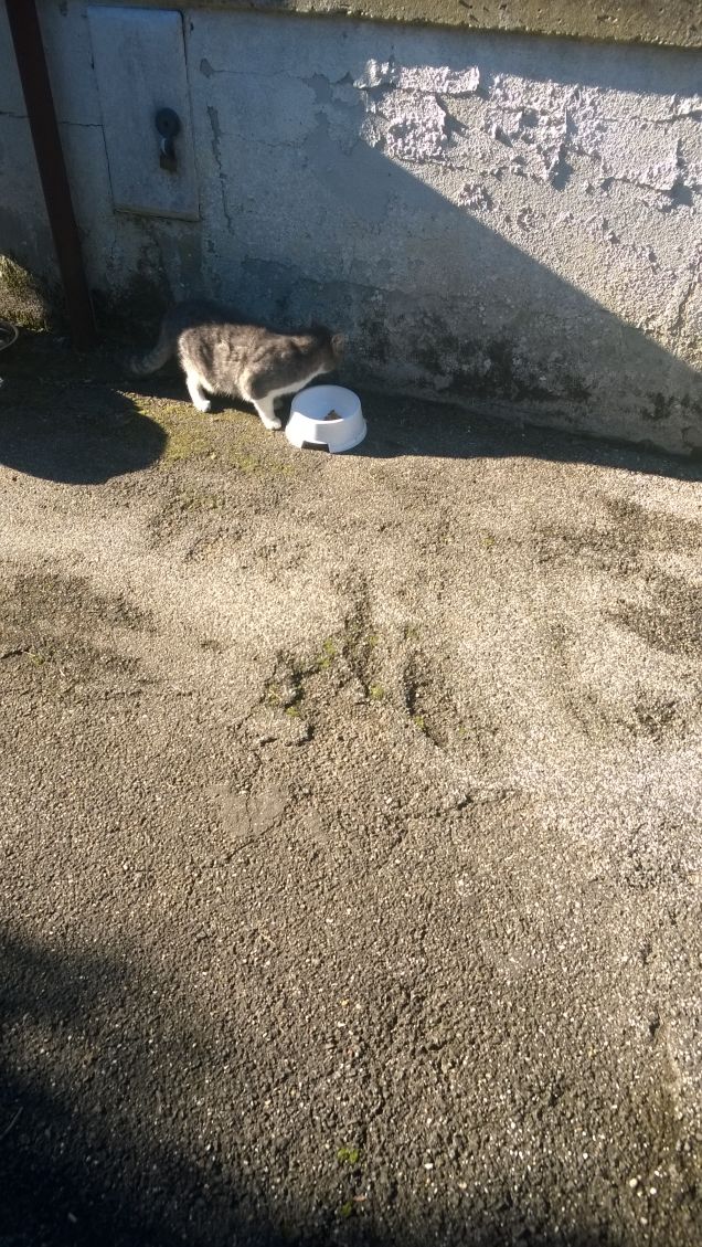 Buongiorno a tutti voi.