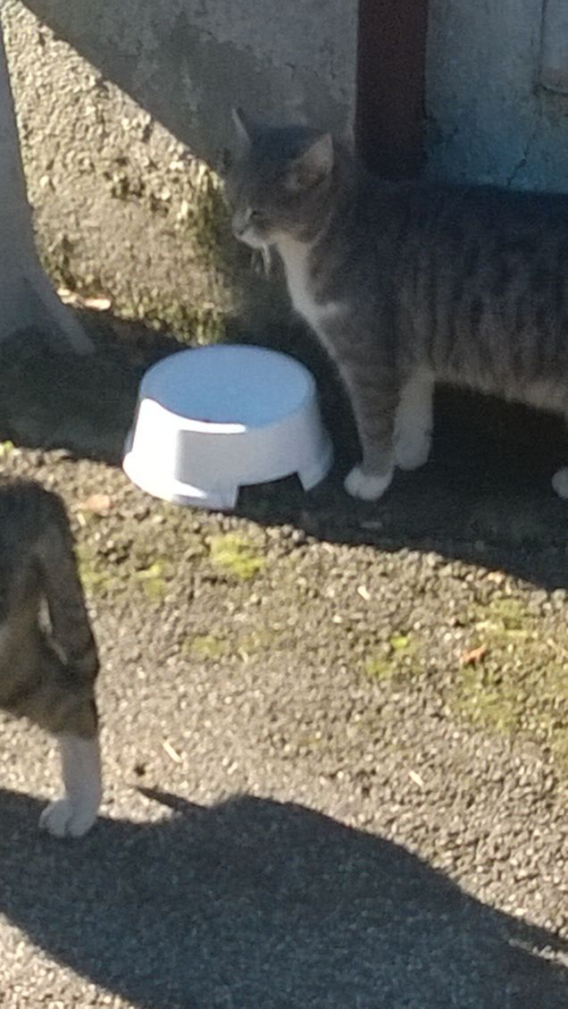 Niente da fare non lascia la sua ciotola.