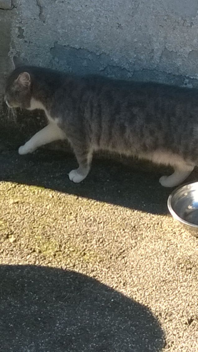 Finalmente si muove.