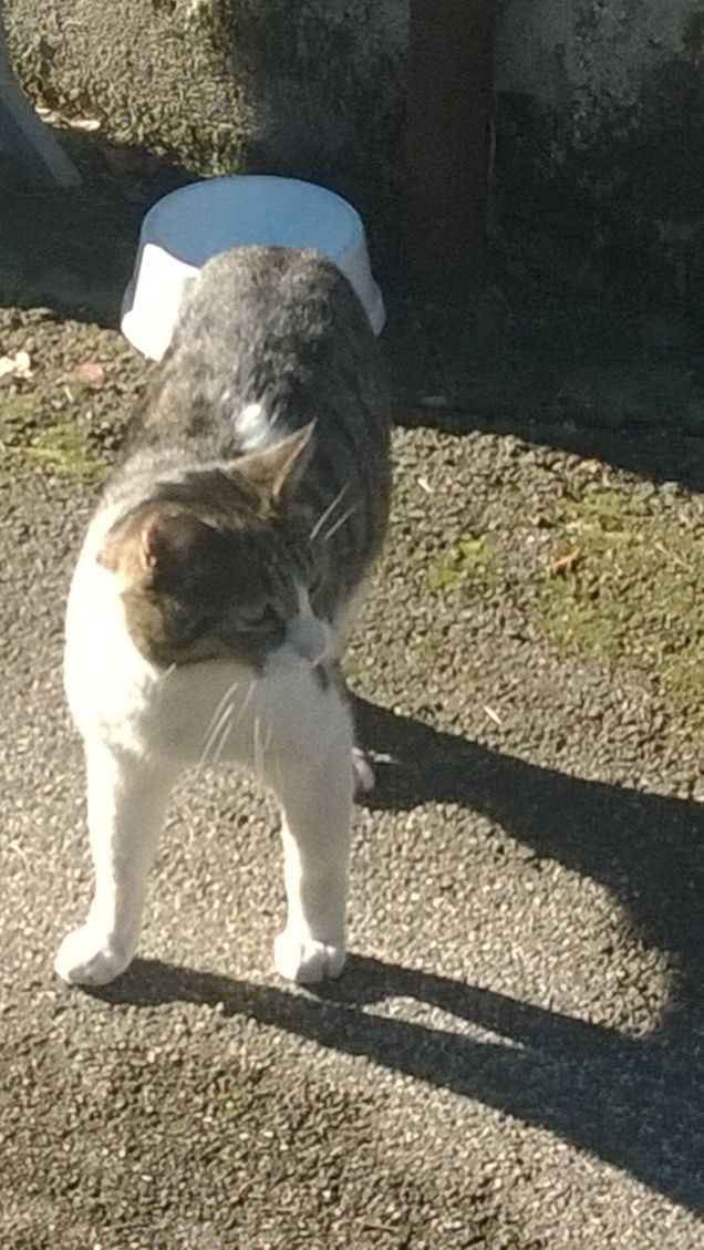 Un gattino incredibile.