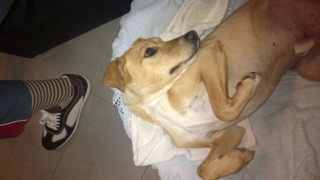 In attesa di coccole.