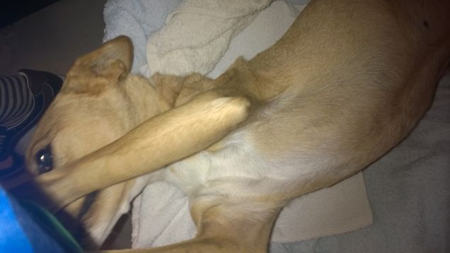 Sto facendo di tutto per farmi accarezzare.