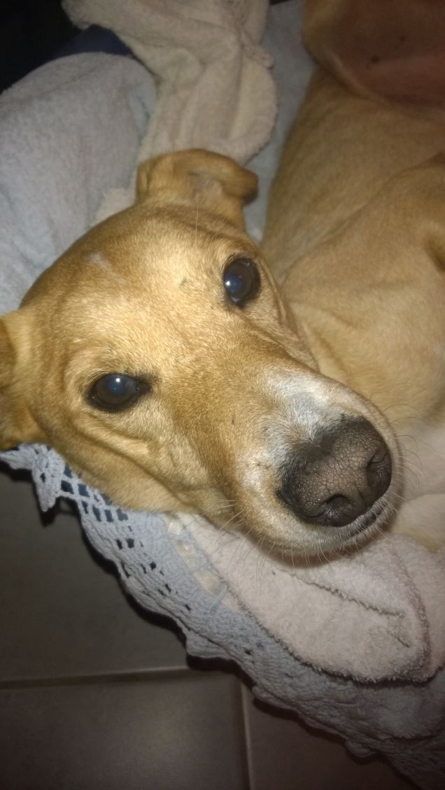 Il calore di una casa è bellissimo, ogni essere vivente dovrebbe averlo.