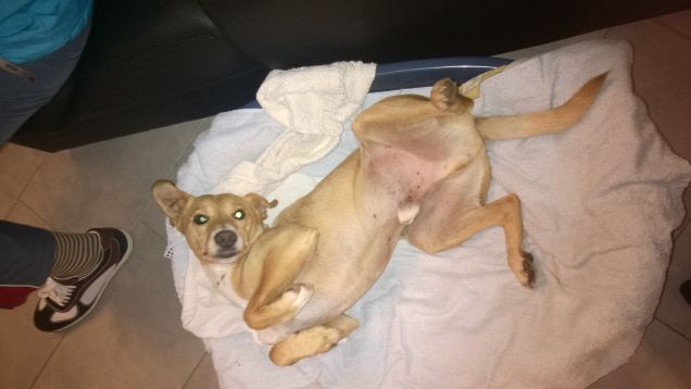 Beatamente rilassato.