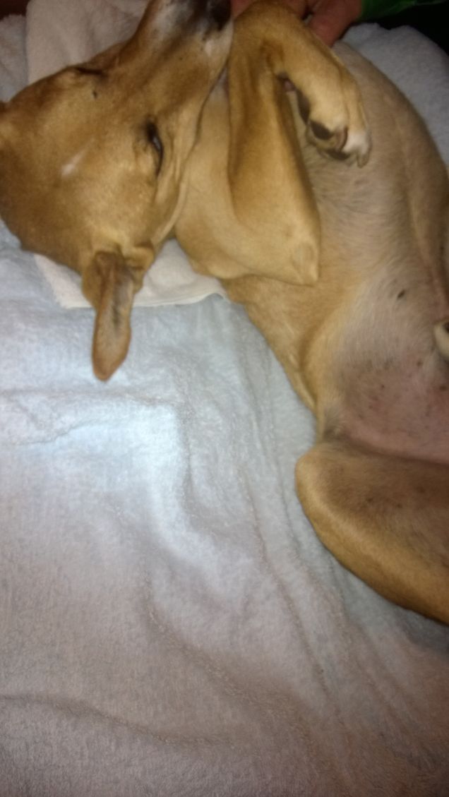 Sono pronto per ricevere carezze.