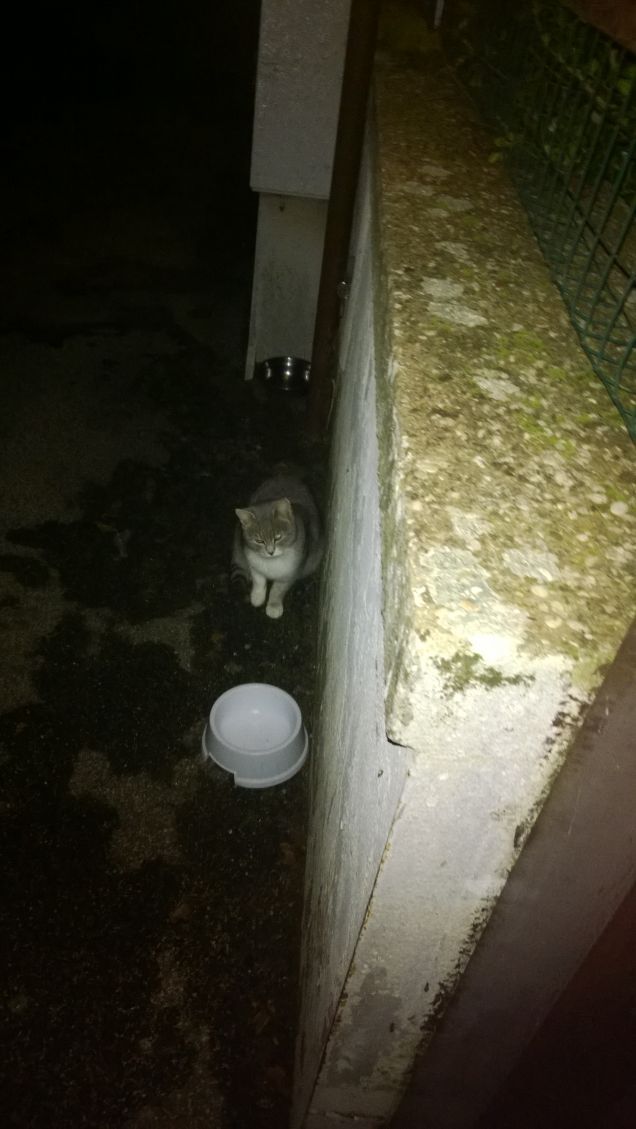 Vorrei mangiare si può?