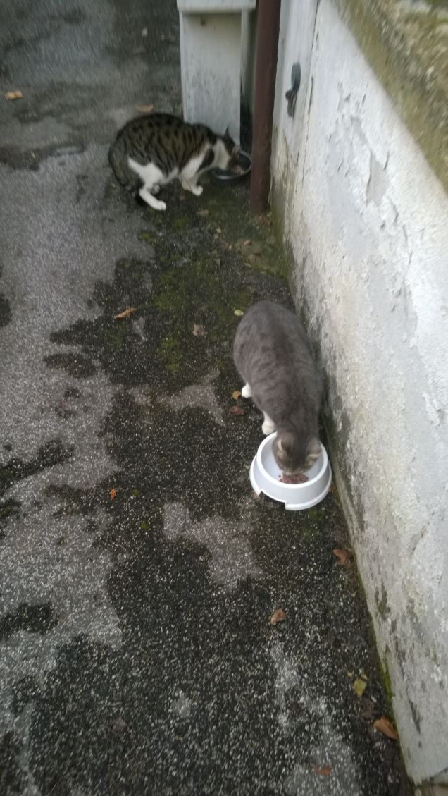 Eccoli accontentati.