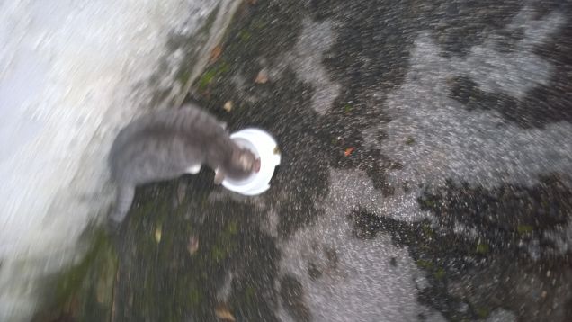 Lucidando la ciotola.