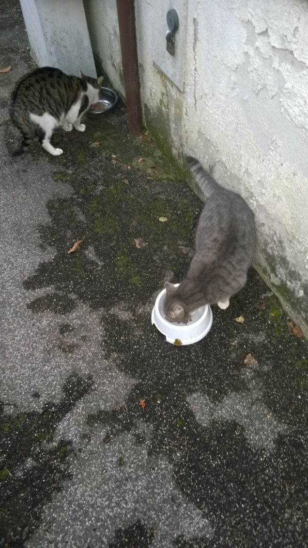 Avere due gatti è come avere due tesori.