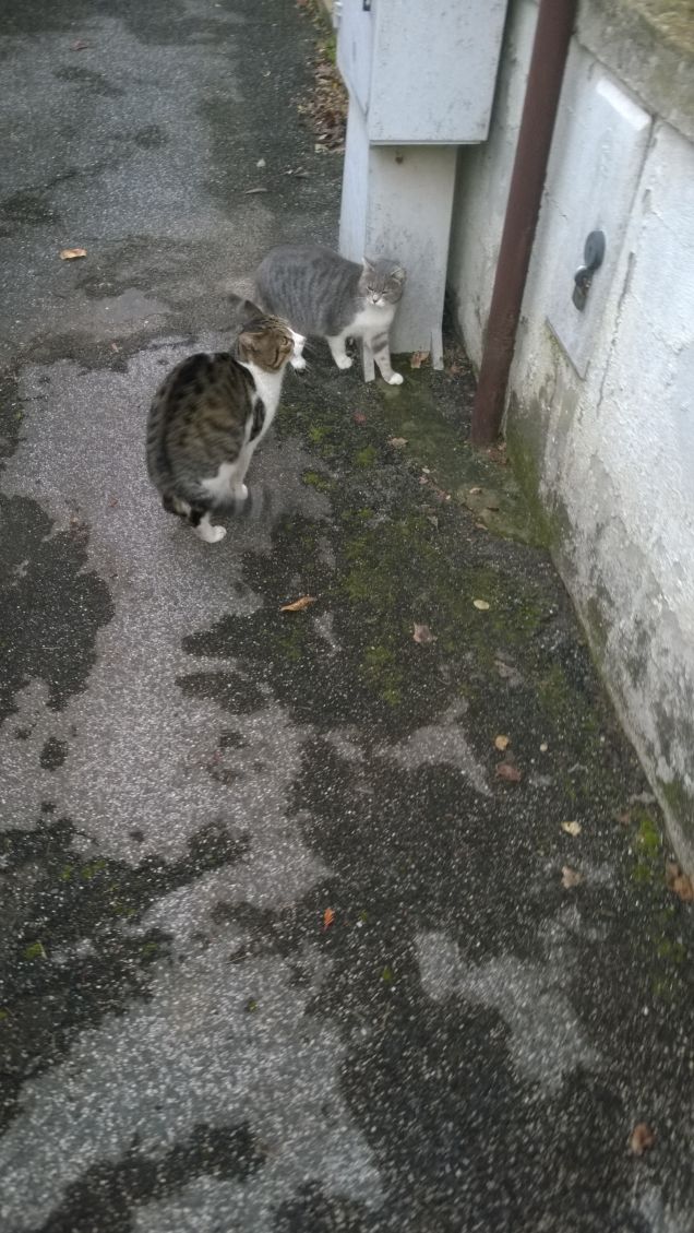 Sta per arrivare qualcosa da mangiare.